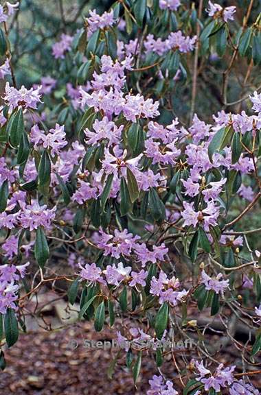 rhododendron augustinii graphic